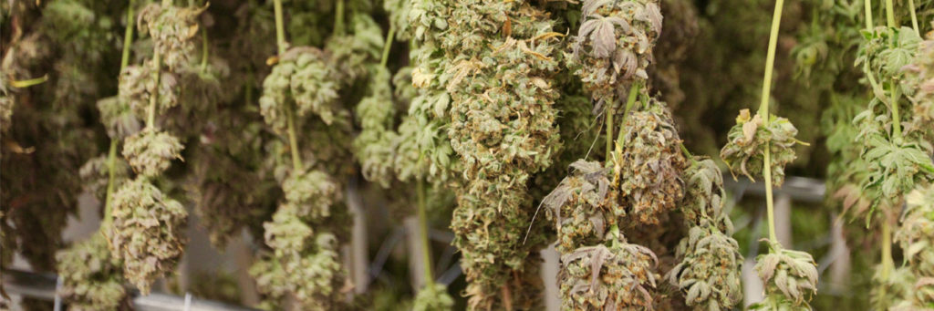 drying-curing-medical-cannabis